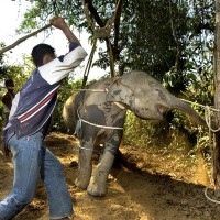 Why you should never go to elephant shows or camps in Thailand