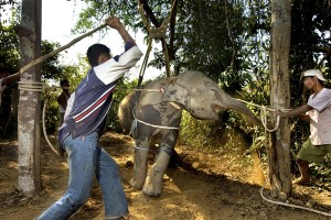 Why you should never go to elephant shows or camps in Thailand
